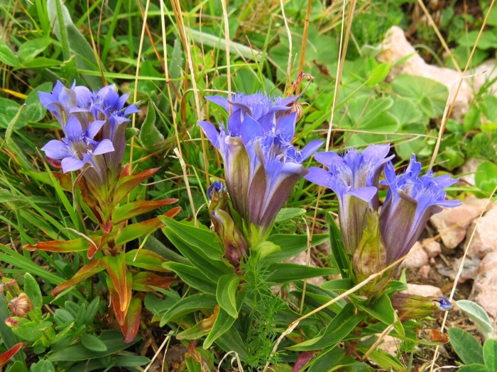 Горечавка байкальская