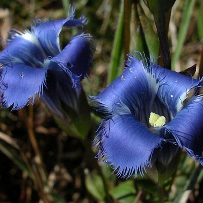 Gentiana crinita