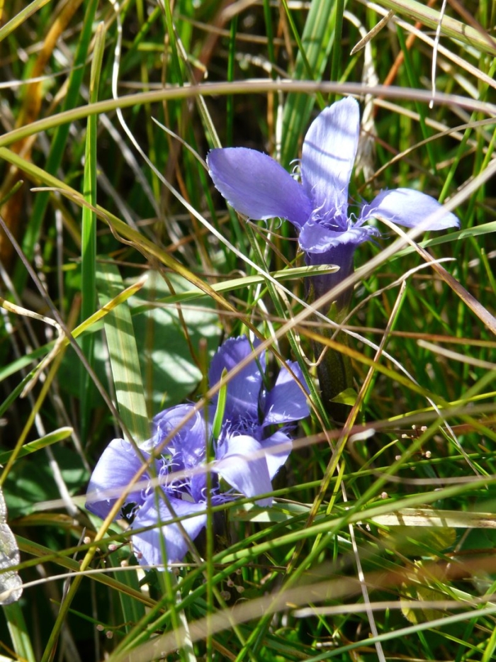 Gentianopsis crinita