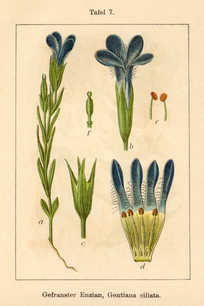 Gentiana pneumonanthe