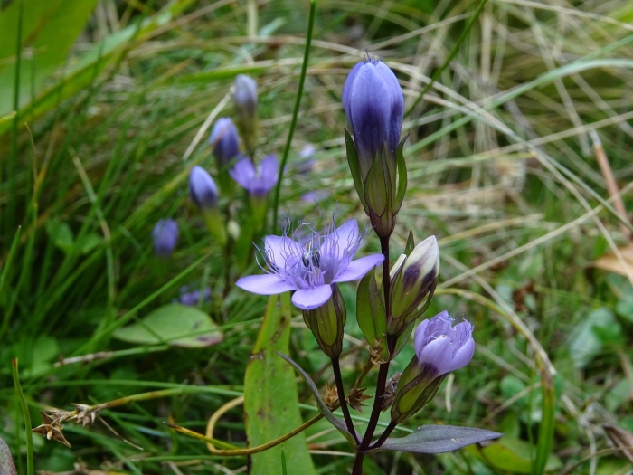 Горечавочка полевая