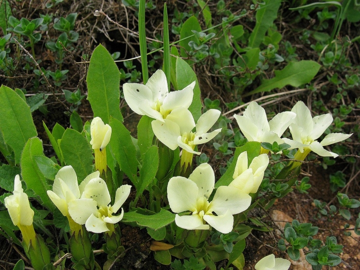 Горечавка оштенская