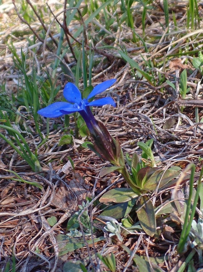 Gentiana verna