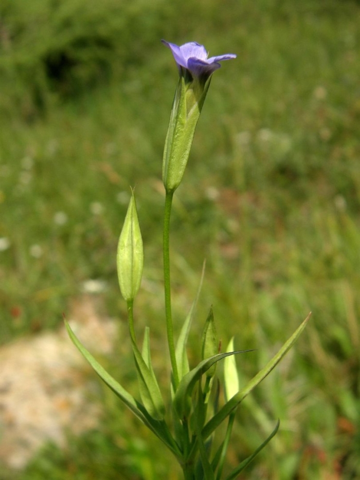 Gentiana barbata