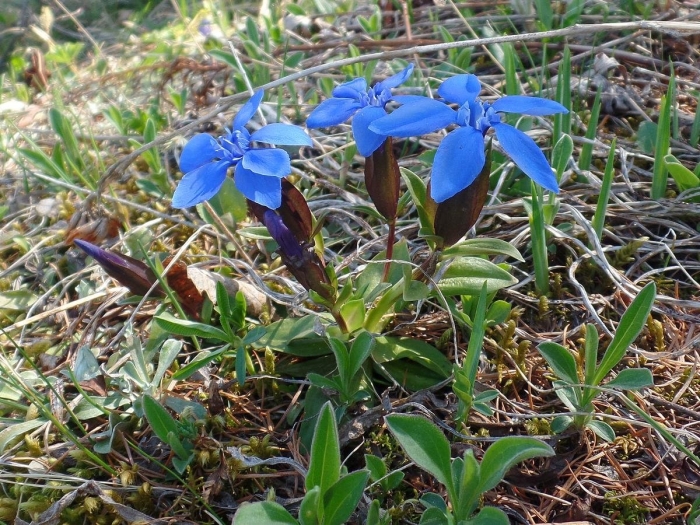 Gentiana nivalis