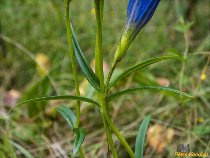 Горечавка легочная (gentiana pneumonanthe l.)