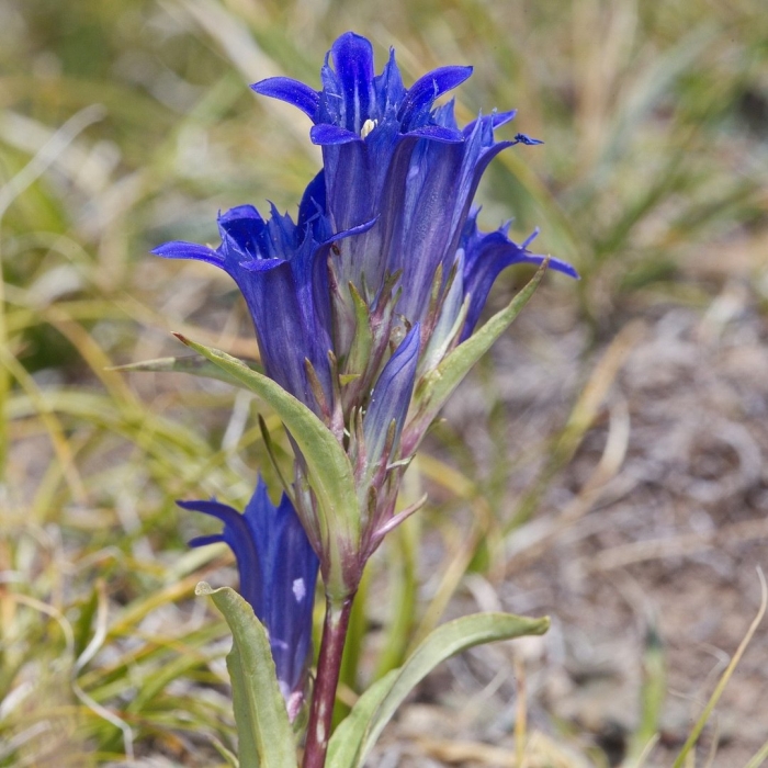 Горечавка легочная gentiana pneumonanthe