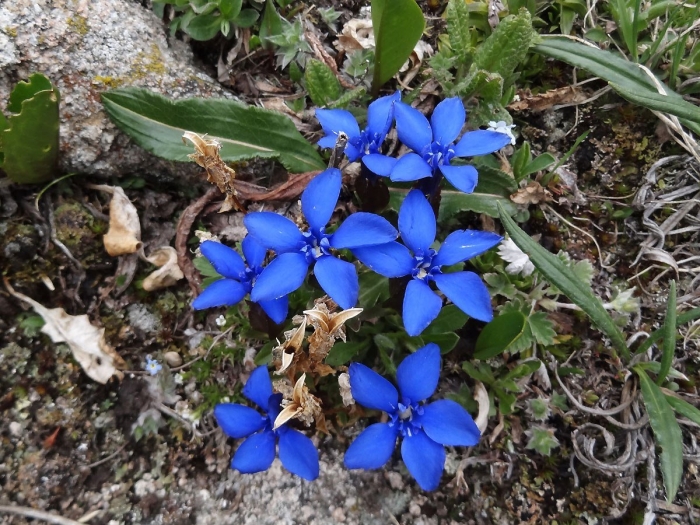 Gentiana orbicularis