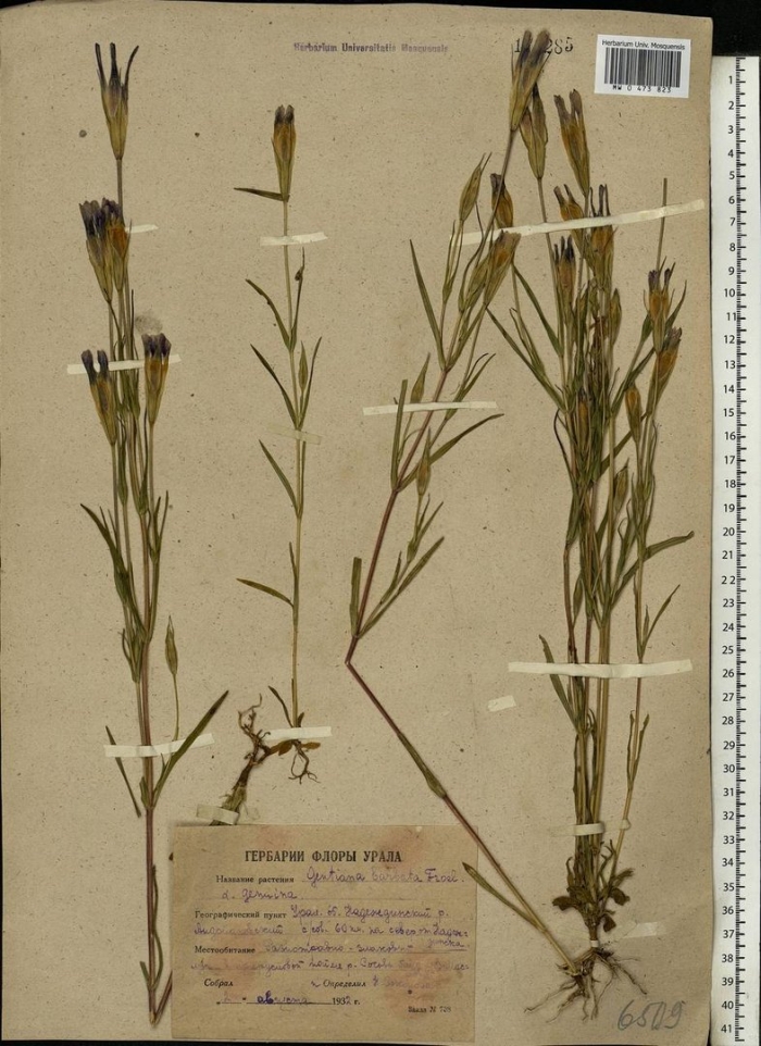 Горечавочник бородатый