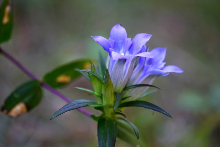 Горечавка шероховатая