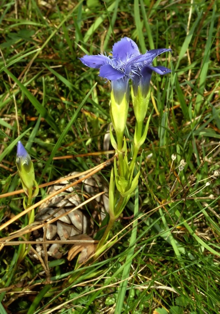 Горечавка обыкновенная