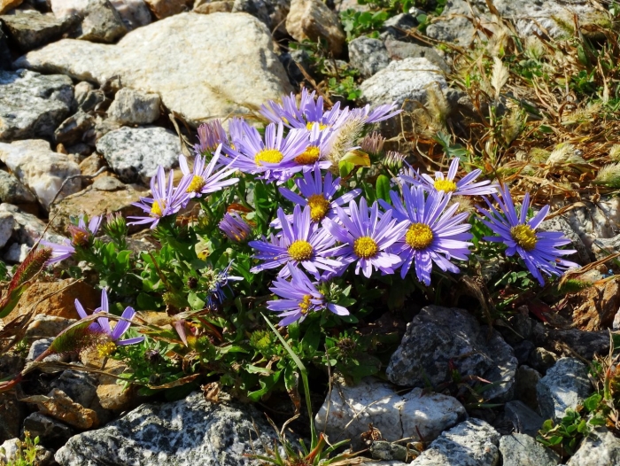 Aster alpinus