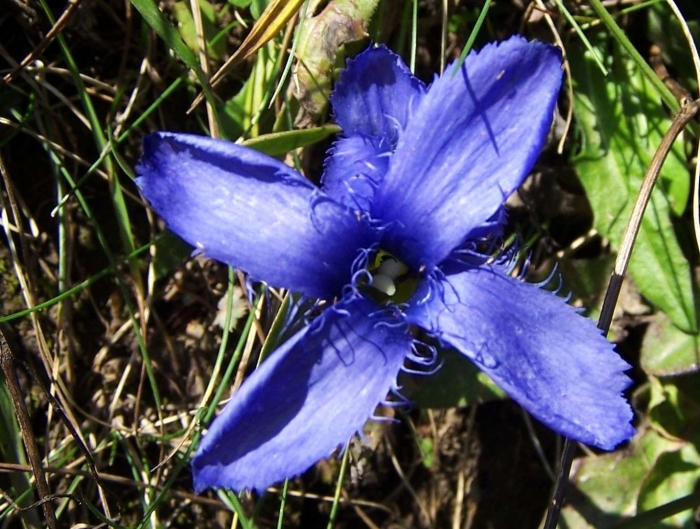 Gentianopsis crinita