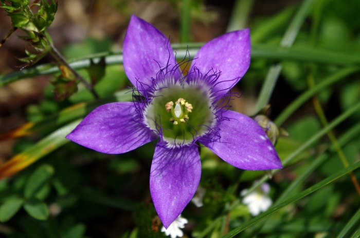 Gentianella germanica