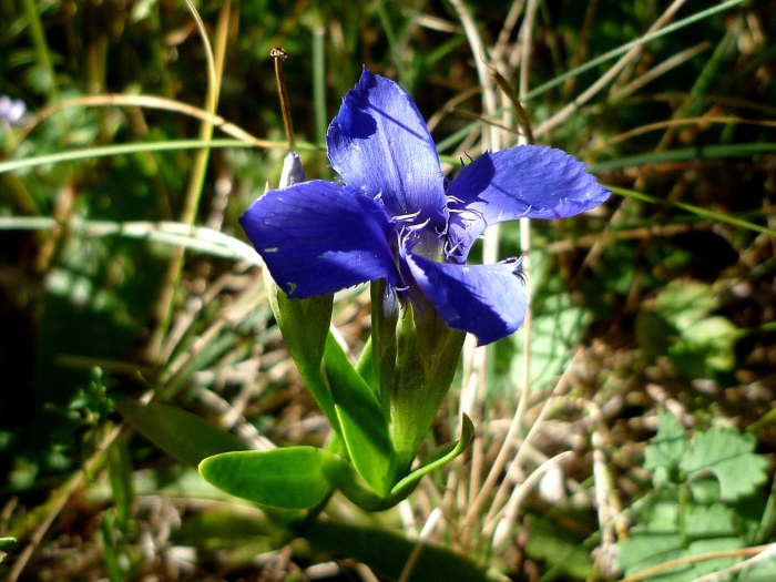 Gentiana crassicaulis