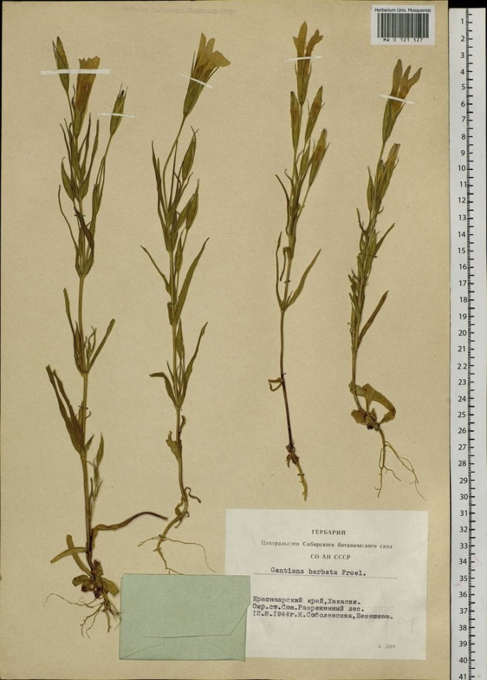 Горечавочник бородатый
