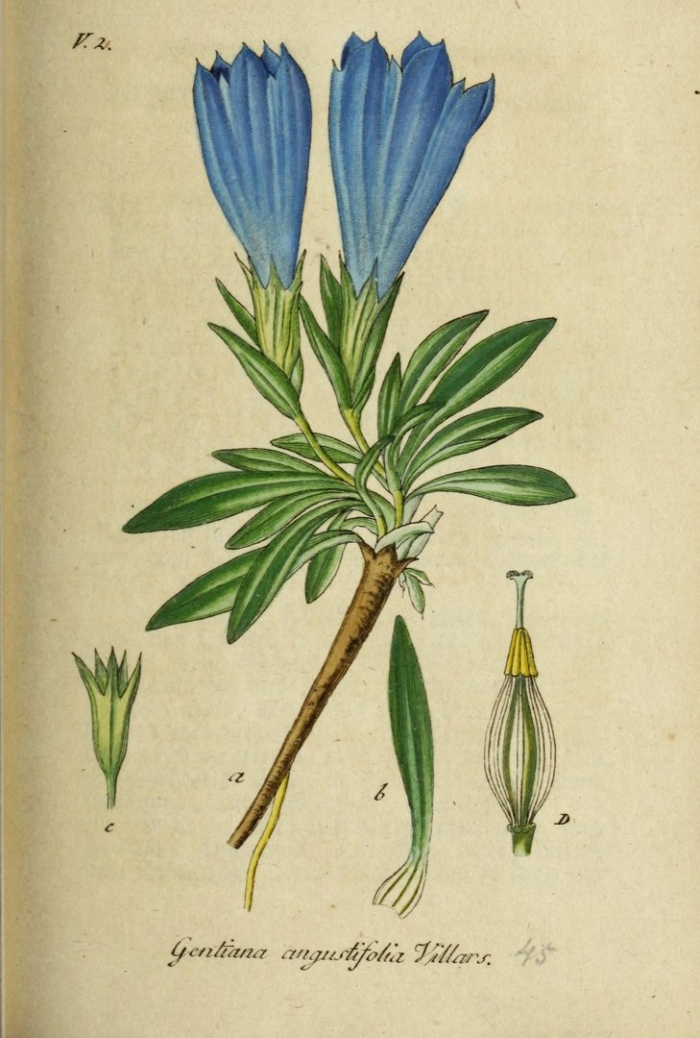 Gentiana pannonica
