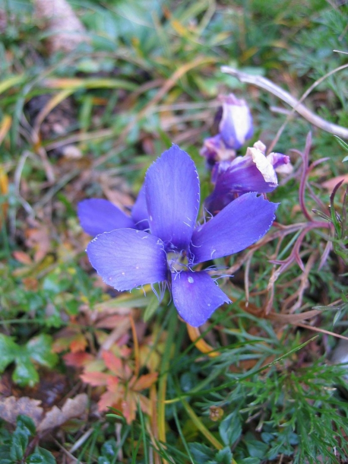 Gentianopsis virgata