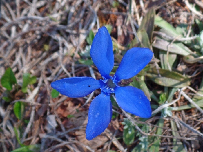 Горечавка одноцветковая