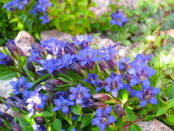 Горечавка семираздельная - gentiana septemfida.