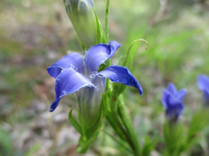 Горечавка gentiana septemfida