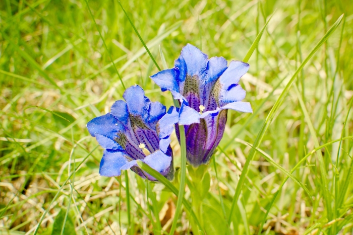 Горечавка бесстебельная