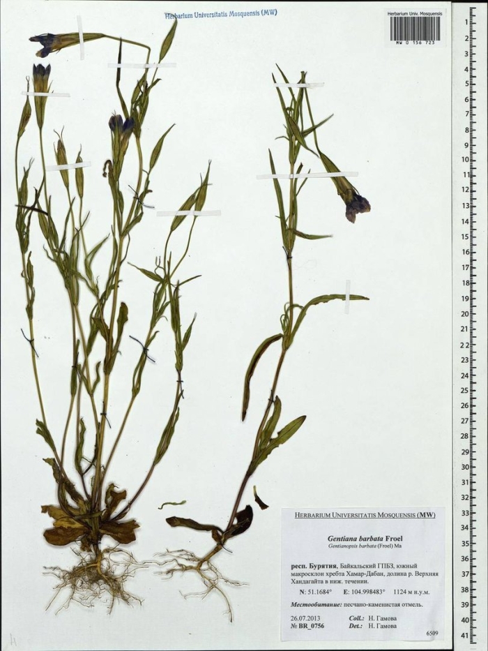 Campanula stevenii subsp. turczaninovii