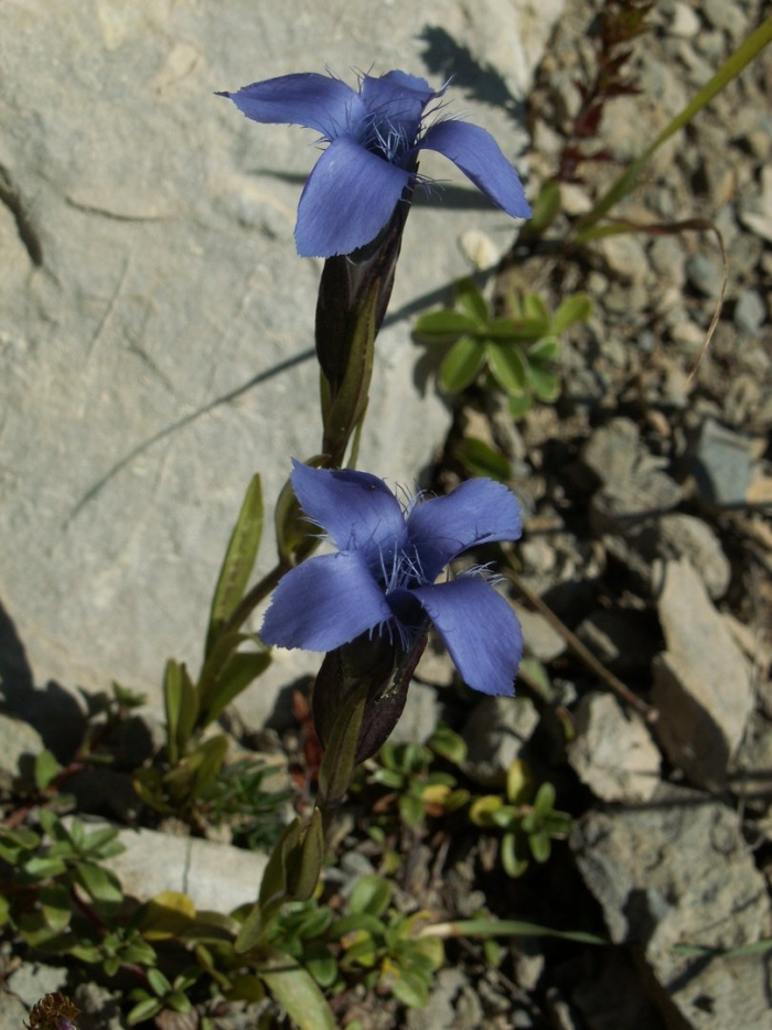 Gentianopsis crinita