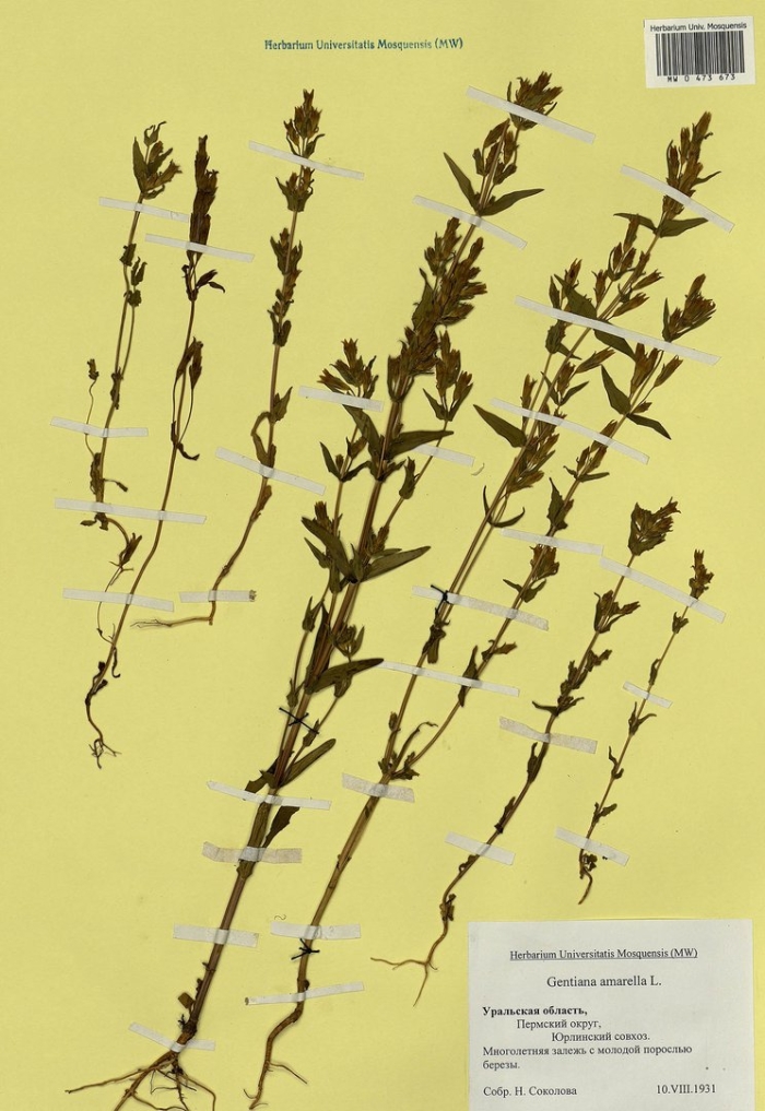 Горечавочка горьковатая