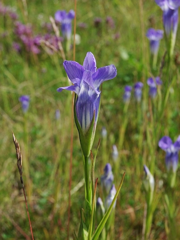 Gentianopsis procera