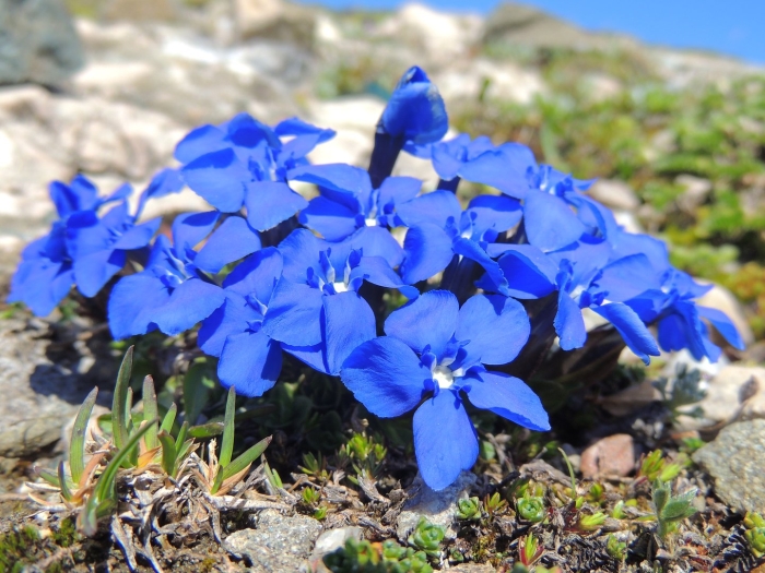 Горечавка арктическая