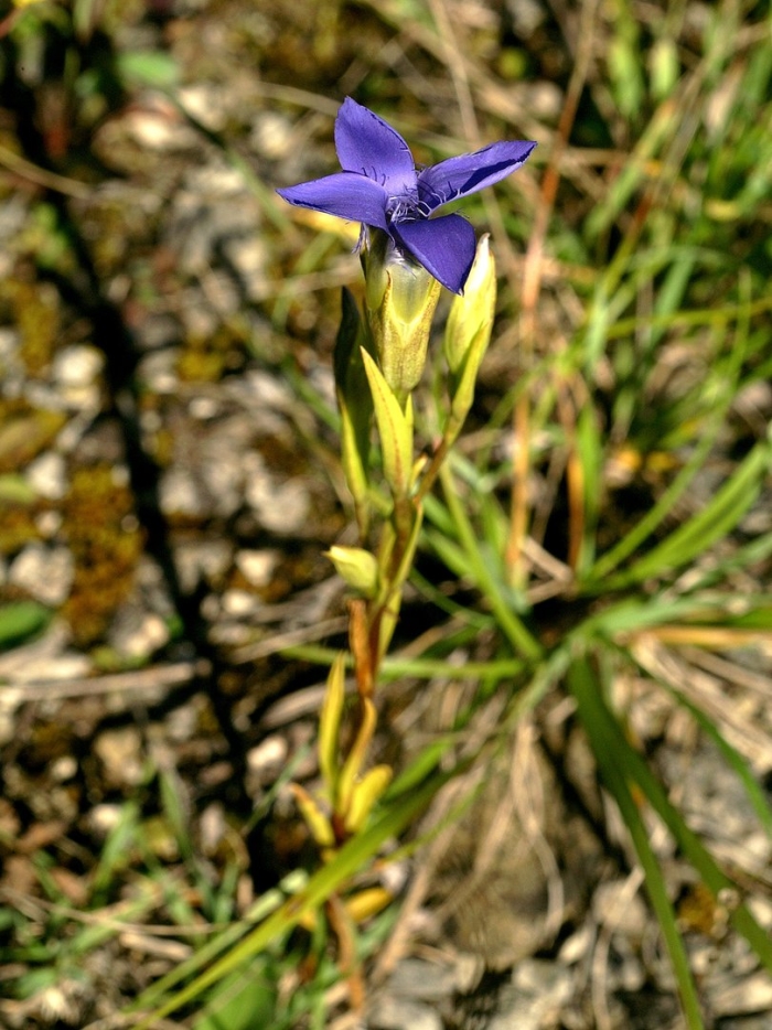 Gentianopsis crinita