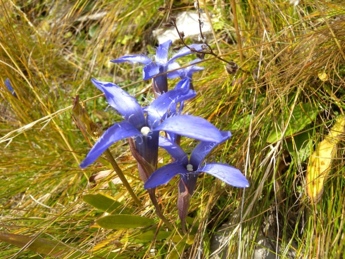 Gentiana hexaphylla