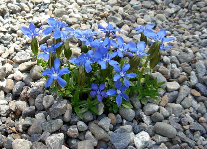 Горечавка верна gentiana verna..