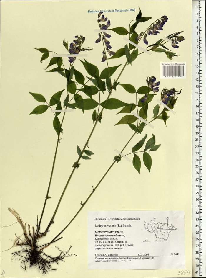 Сочевичник весенний (lathyrus vernus