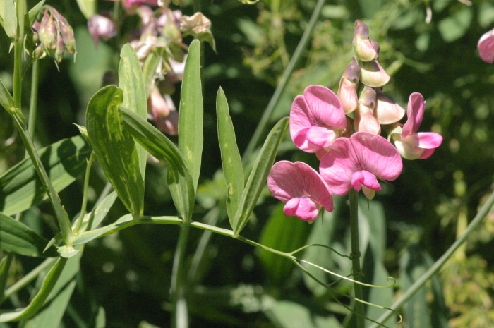 Lathyrus heterophyllus
