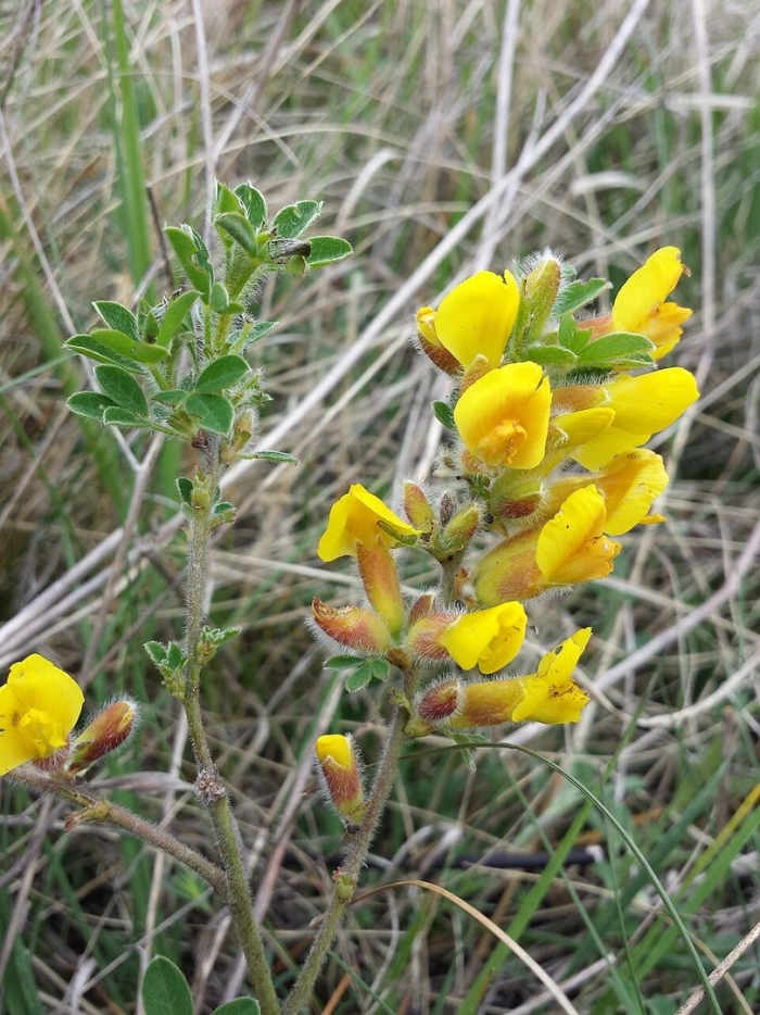Chamaecytisus supinus