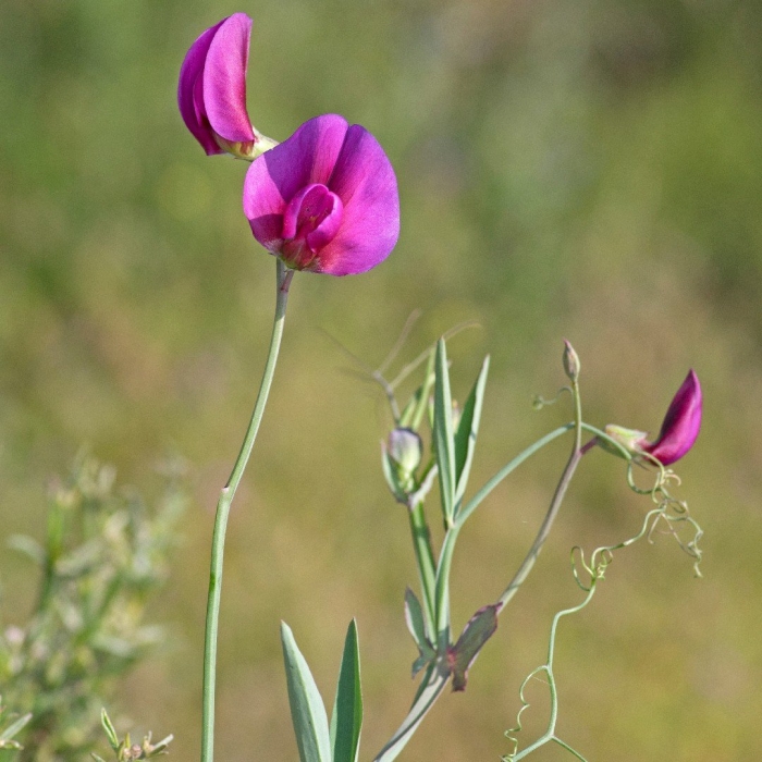 Lathyrus tingitanus