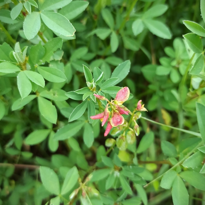 Crotalaria juncea l.