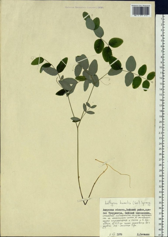 Lathyrus humilis