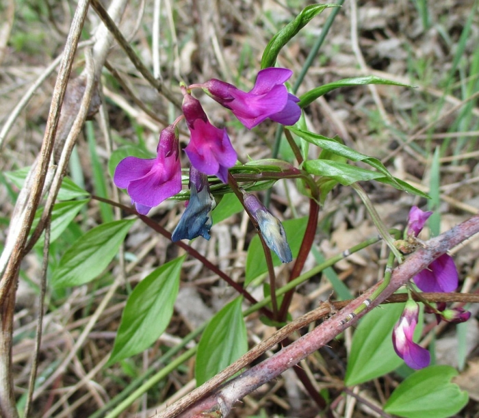 Чина весенняя сочевичник lathyrus vernus
