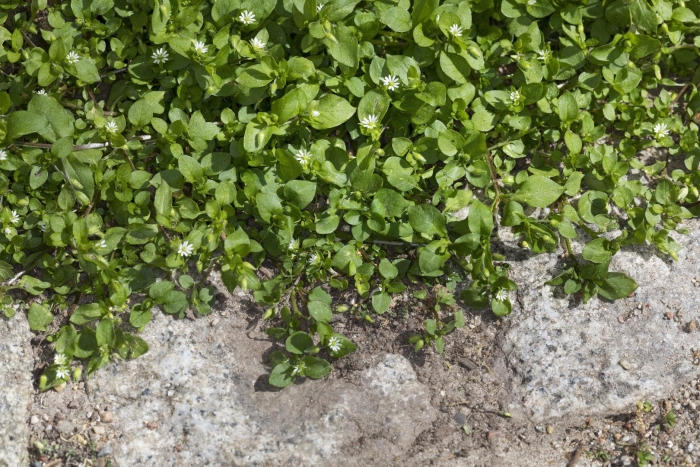 Трава мокрица