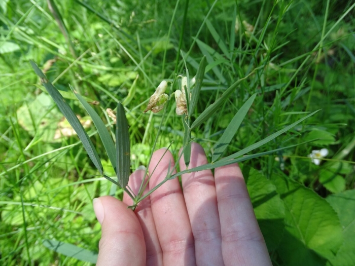 Чина болотная lathyrus palustris
