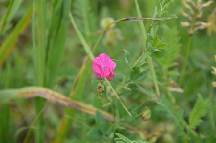 Чина клубневая (lathyrus tuberosus l)