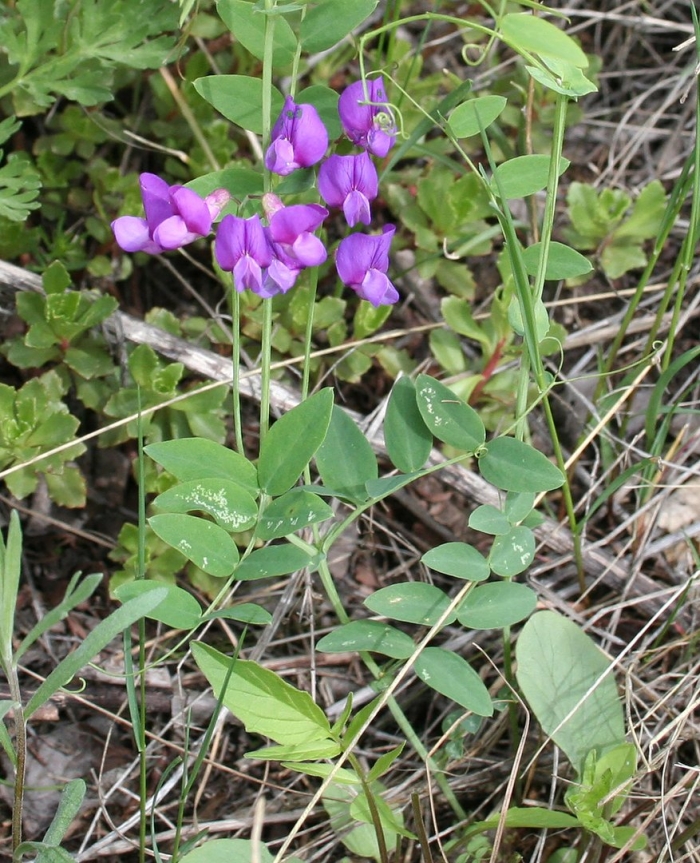 Чина приморская lathyrus maritimus