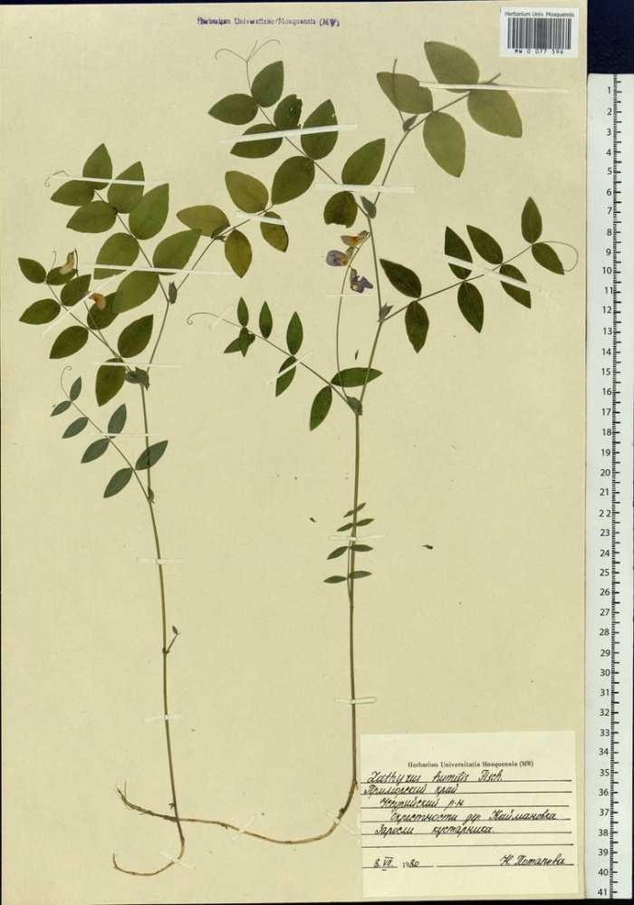 Lathyrus japonicus willd.