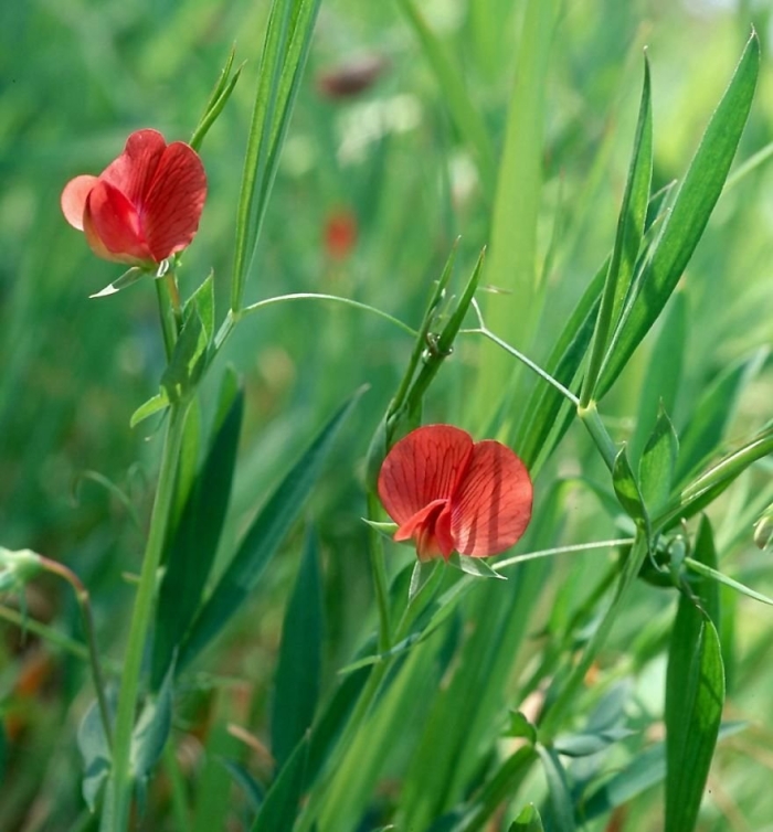 Lathyrus cicera l. — чина нутовая