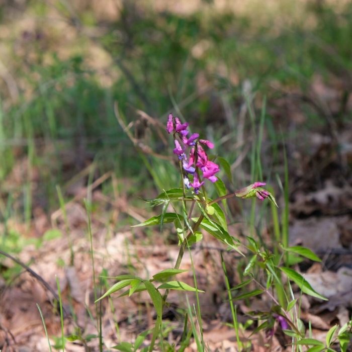 Чина весенняя сочевичник