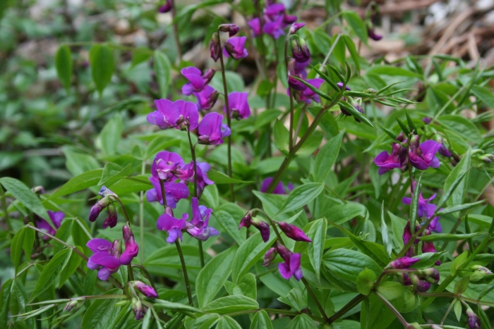 Чина весенняя сочевичник lathyrus vernus
