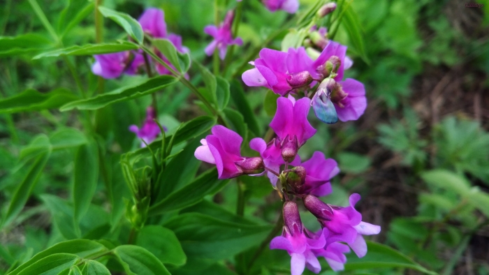 Чина весенняя сочевичник